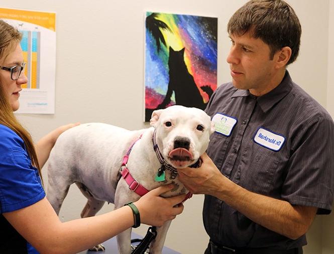 Veterinarian with pet